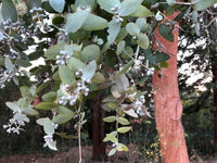 Eucalyptus- Argyle Apple