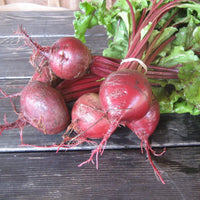 Beet, Early Wonder Tall Top Microgreen Seed