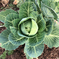 Cabbage- Early Jersey Wakefield