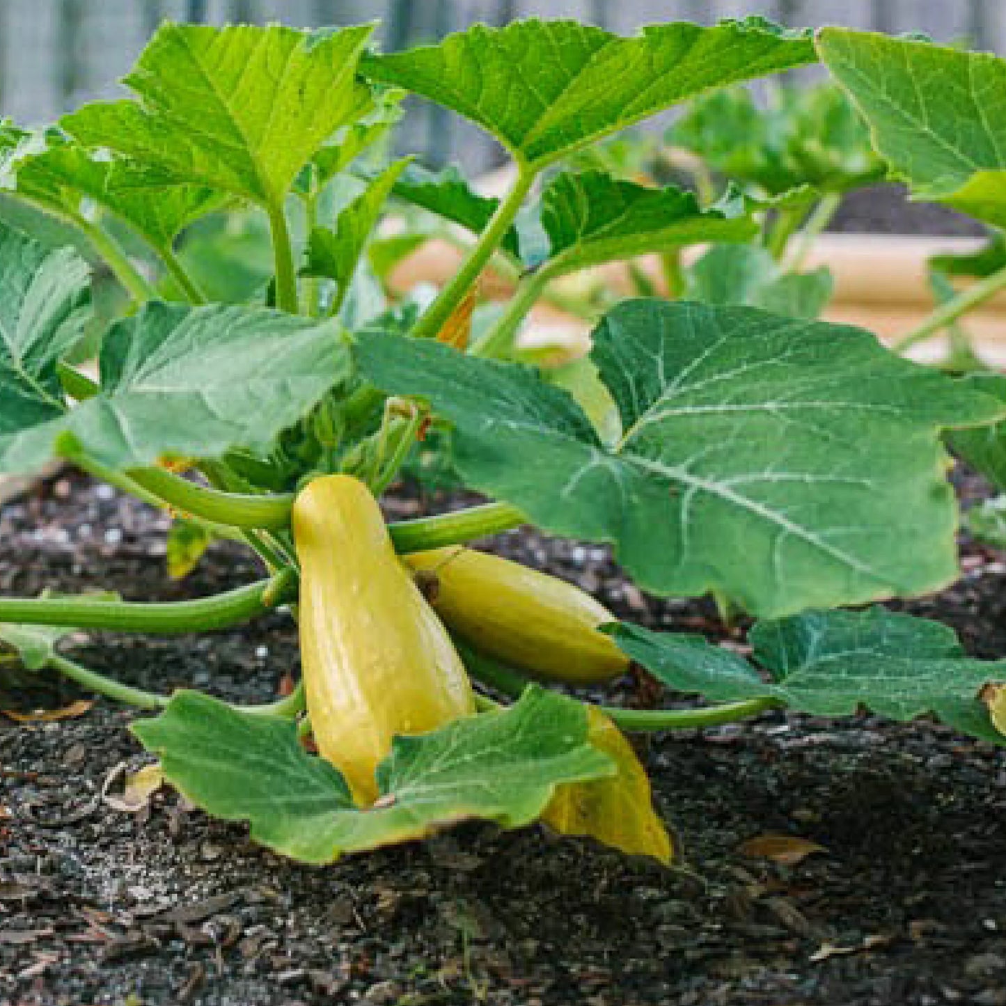 Zucchini- Early Prolific Straightneck