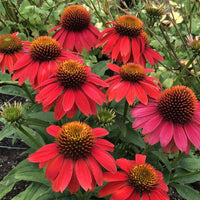 Lakota Red Coneflower