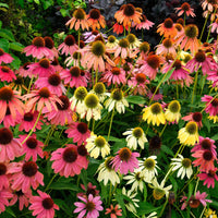 Cheyenne Spirit Coneflower Mixture