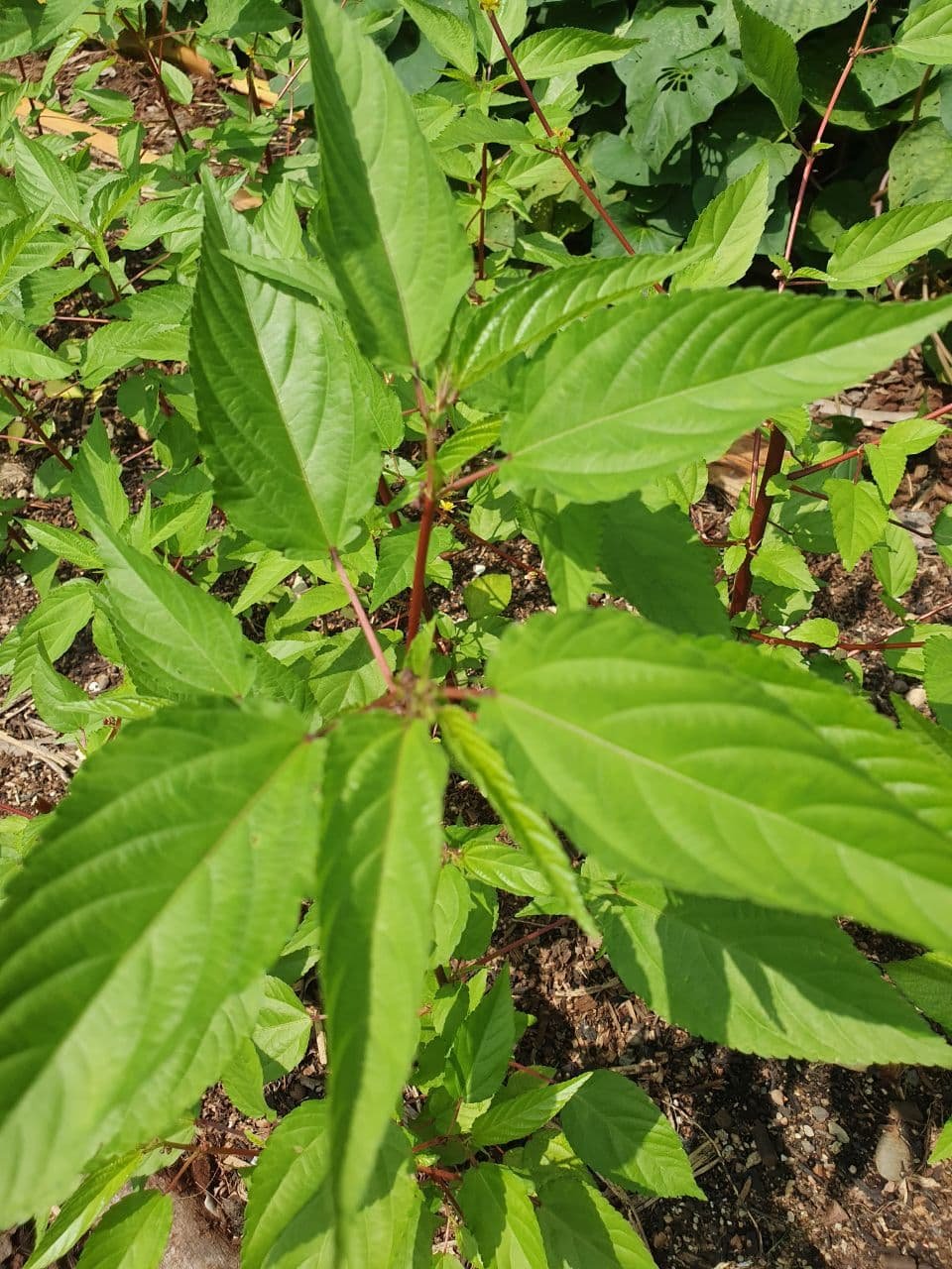 Egyptian Spinach