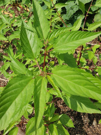 Egyptian Spinach