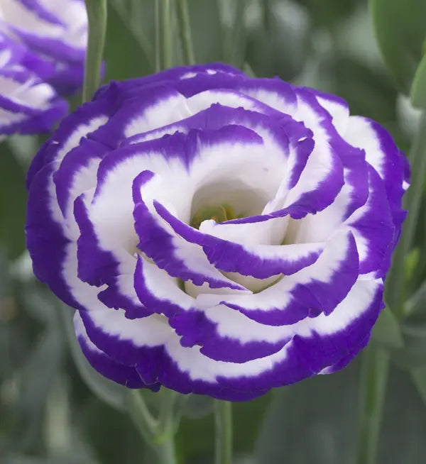 Arena III Blue Picotee Lisianthus