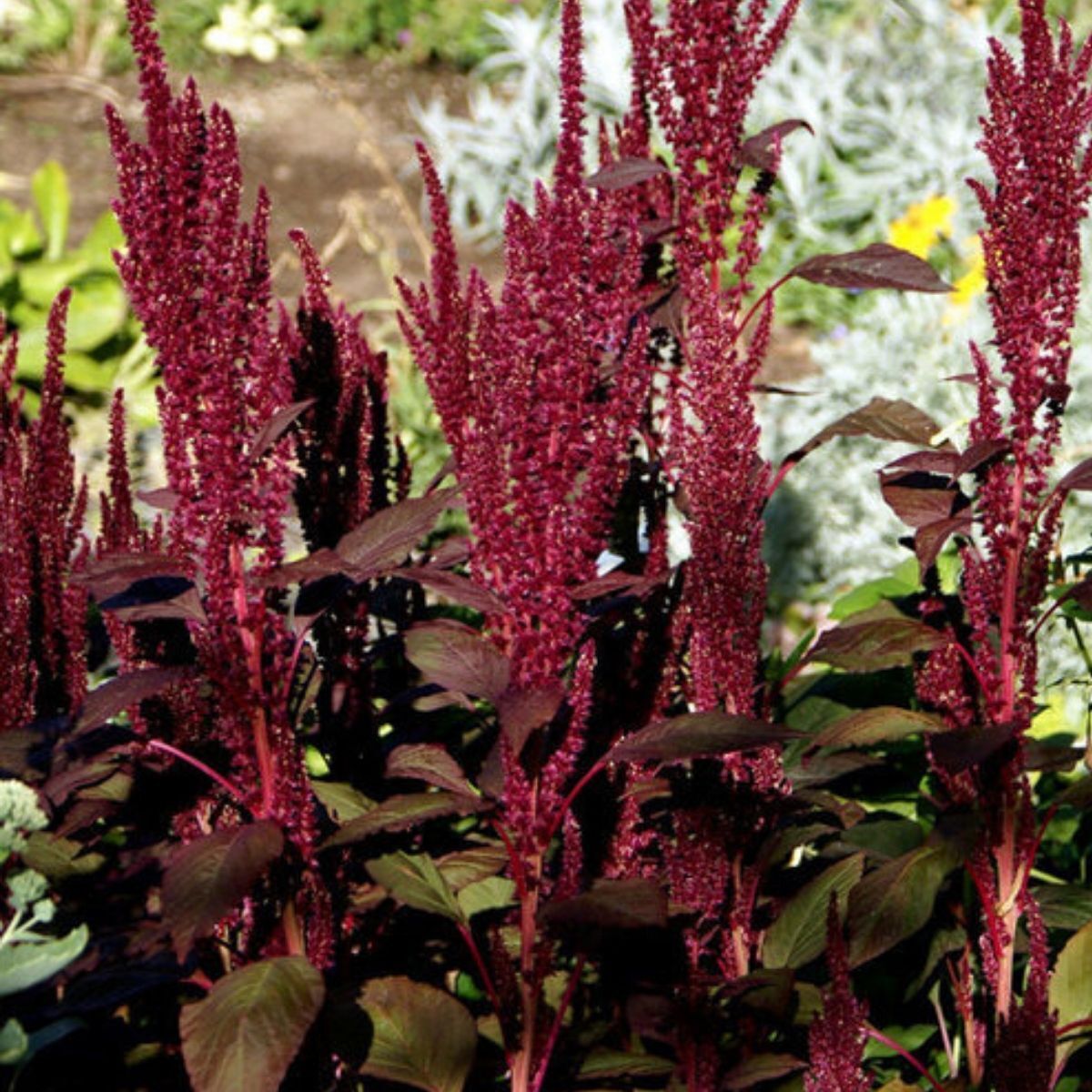 Amaranth- Oeschberg