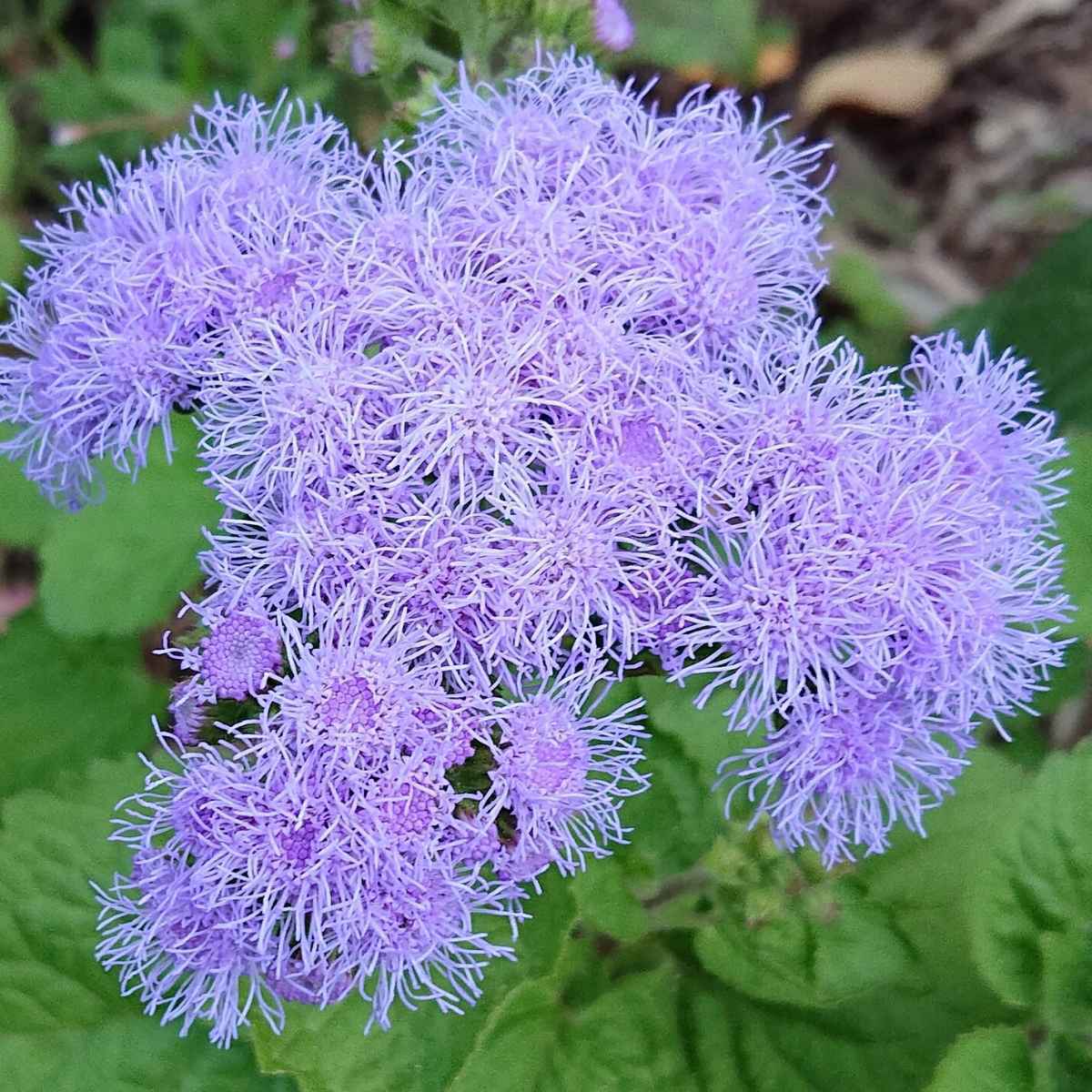 Ageratum- Ball Blue