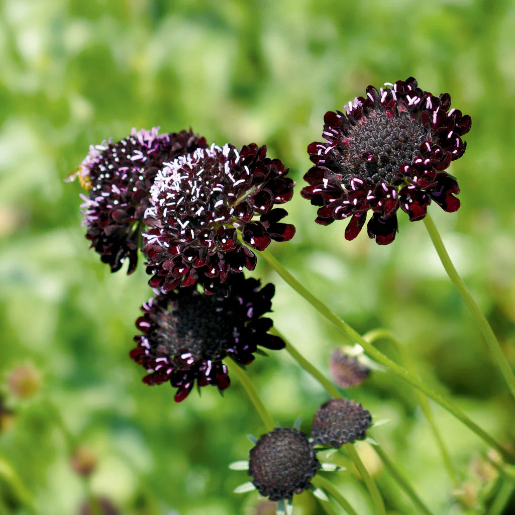 Black Beauty – Organic Scabiosa Seed