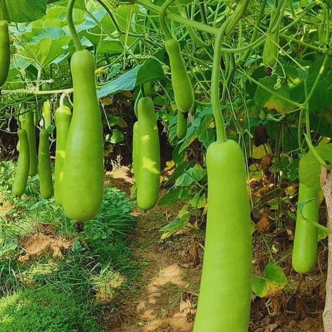 Bottle Gourd Summer Special Vegetable Seeds