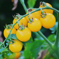 Blush – Organic Tomato Seed