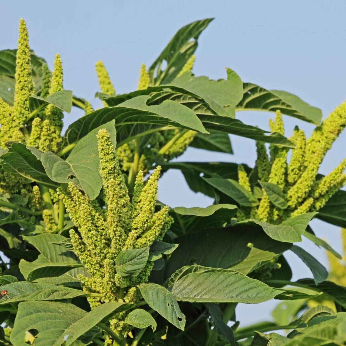 Amaranth- Green Thumb