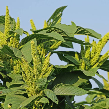 Amaranth- Green Thumb