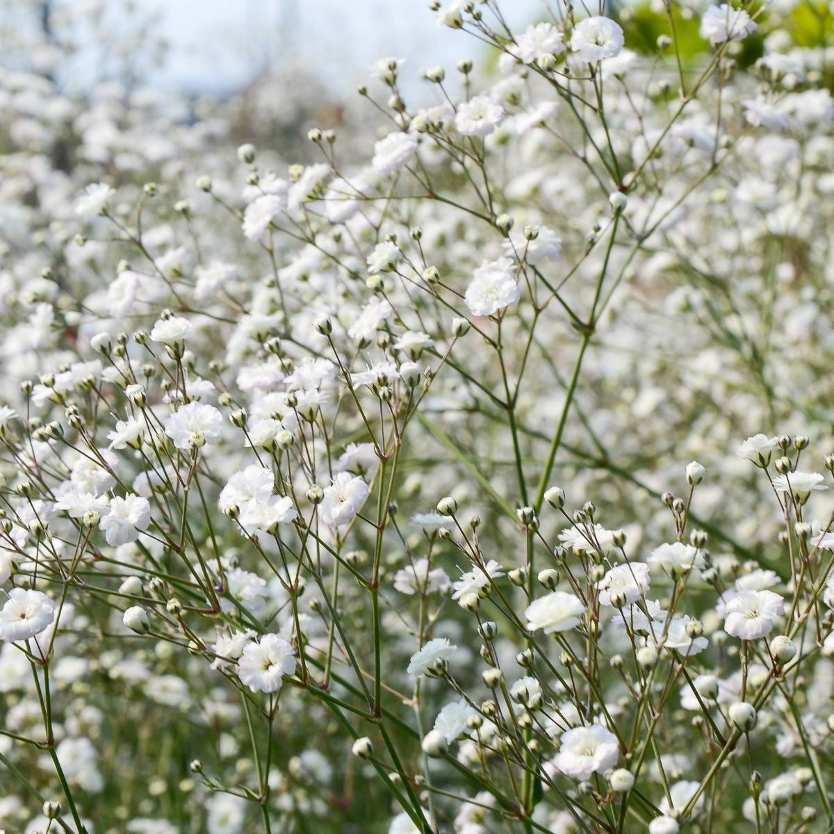 Baby's Breath- Snowflake