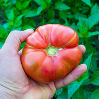 Tomato- German Johnson