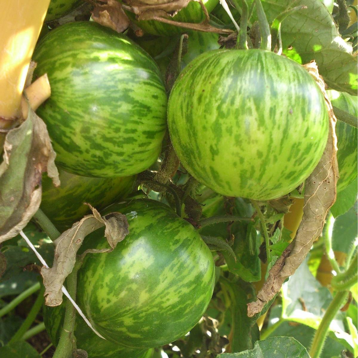 Tomato- Green Zebra