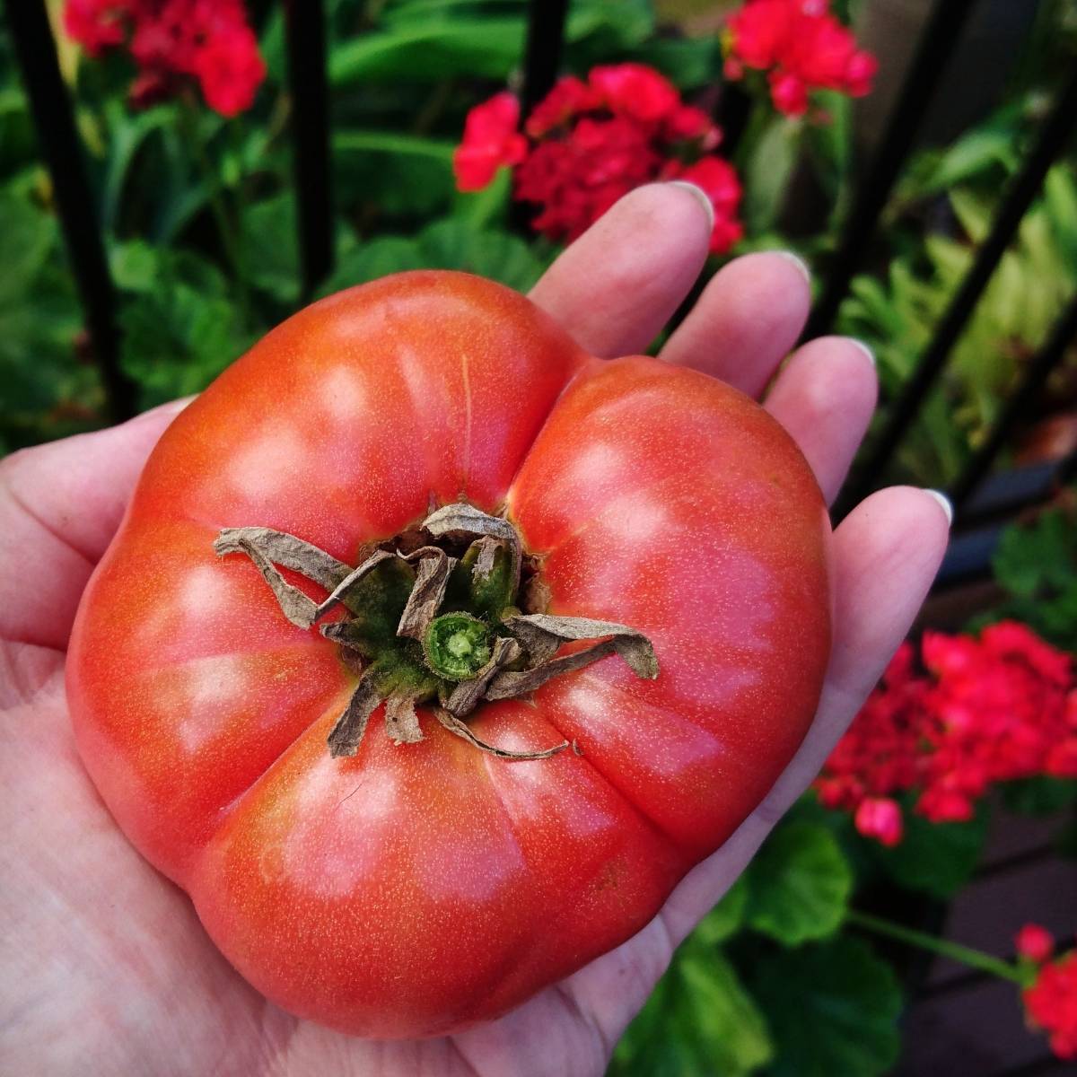 Tomato- Mortgage Lifter