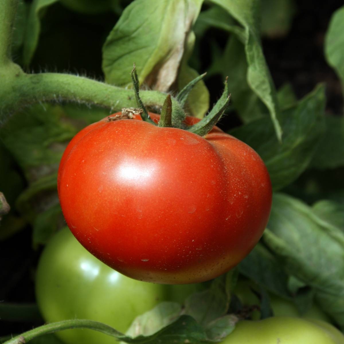 Tomato- Peron