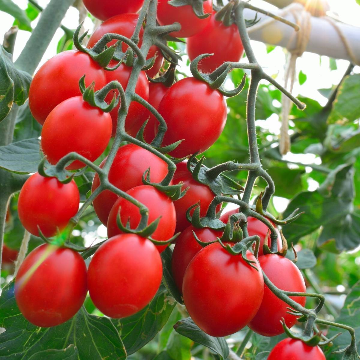 Tomato- Principe Borghese