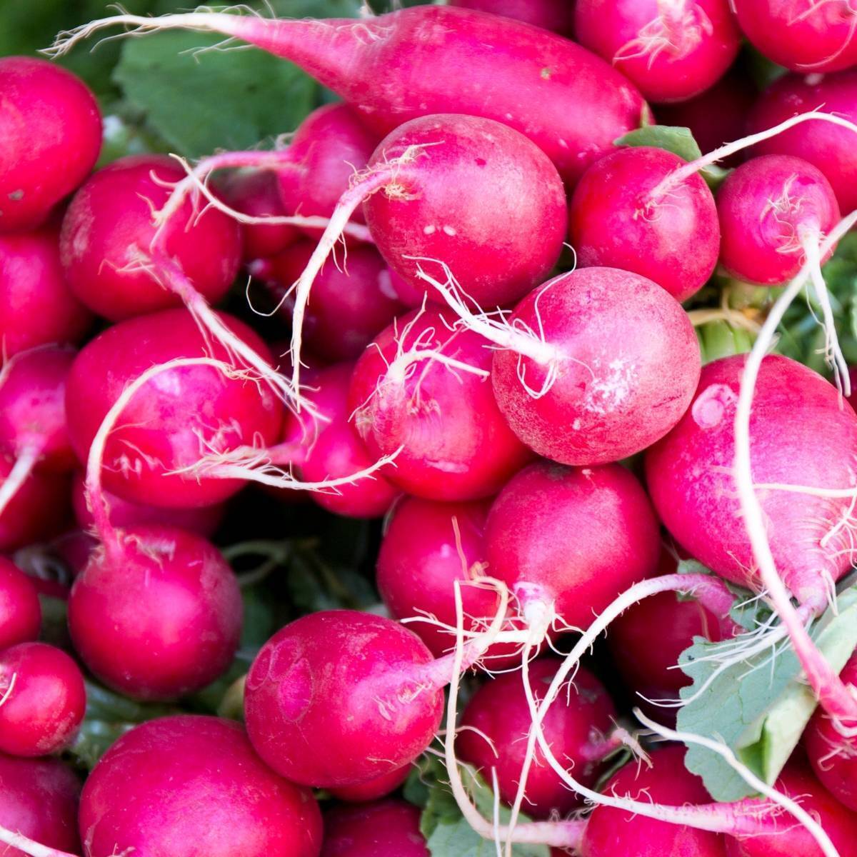 Radish- Pink Celebration