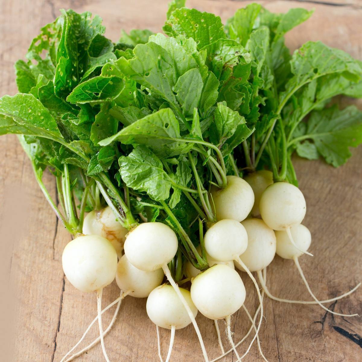 Radish- Hailstone