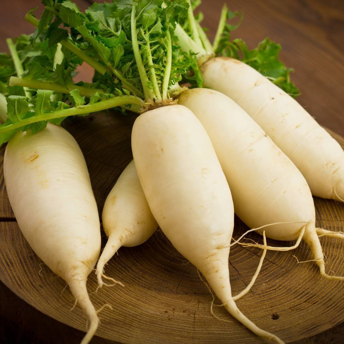 Radish- Daikon