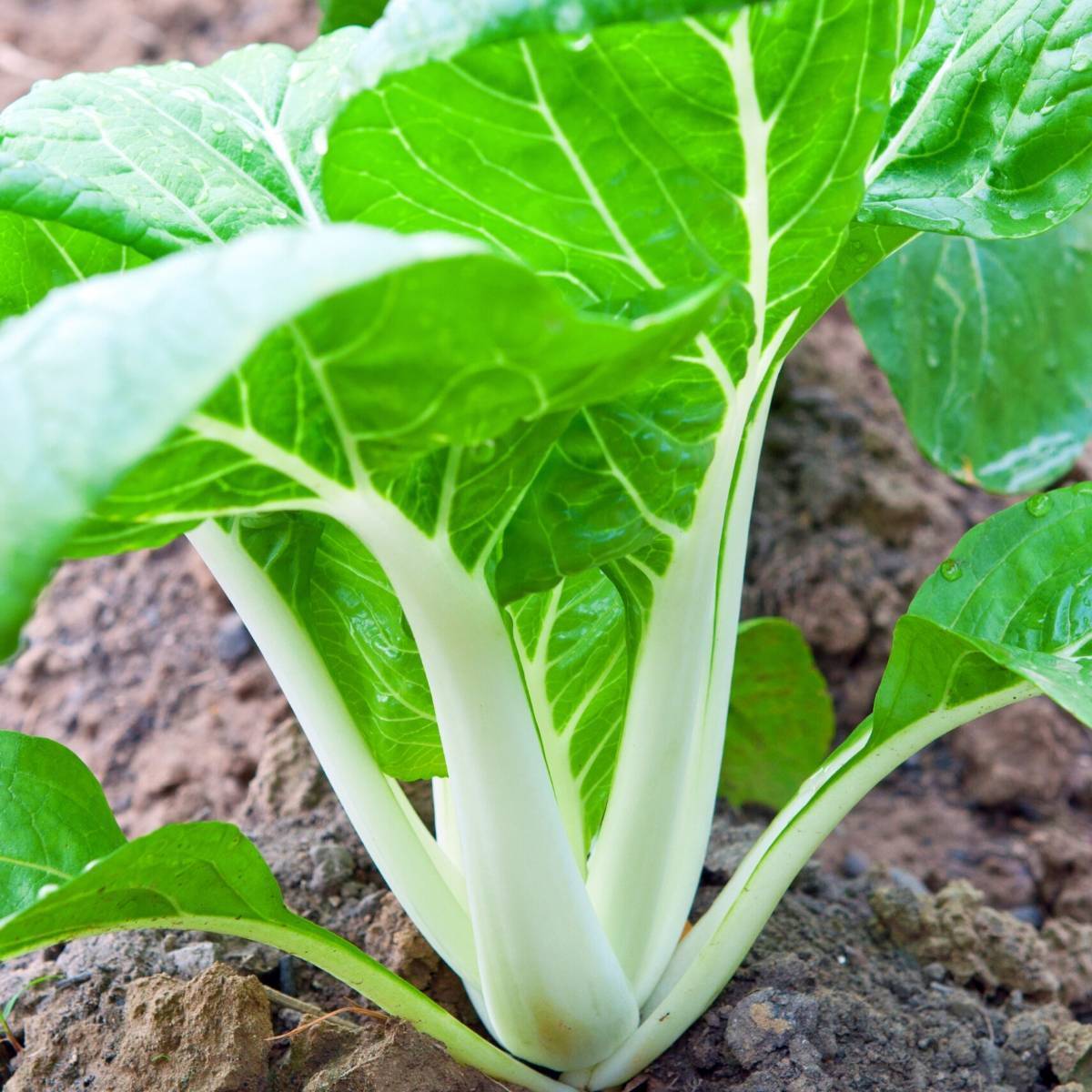 Chinese Cabbage, Pak Choi - White Stem