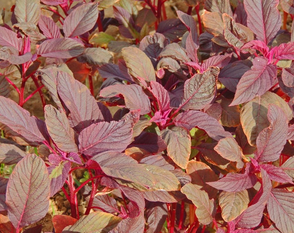 Amaranth- Red Garnet