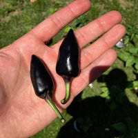 Chilli- Hungarian Black