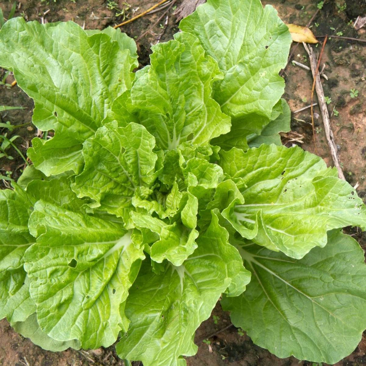 Cabbage, Chinese- Tokyo Bekana