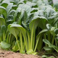 Mustard Greens- Komatsuna