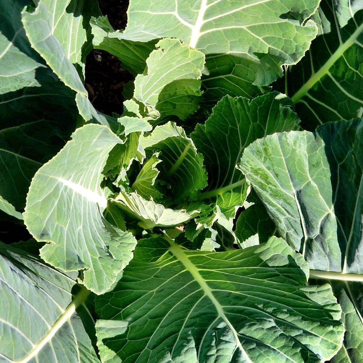 Collards- Champion