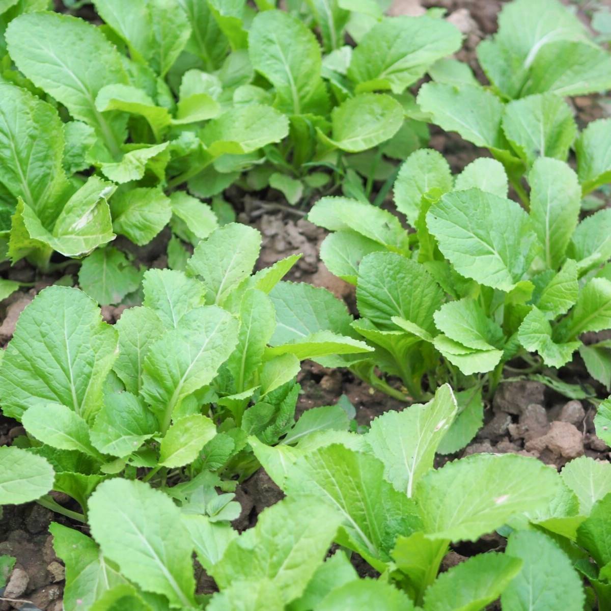 Mustard Greens- Ethiopian