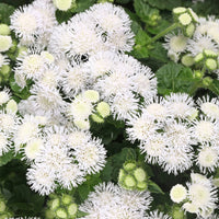 Ageratum- Ball White