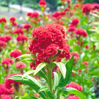 Prince Rose – Celosia Seed