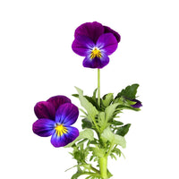 Viola- King Henry