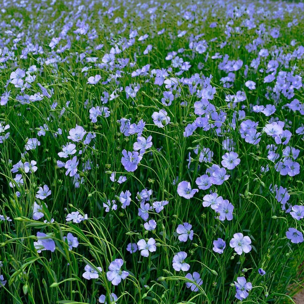 Blue Flax