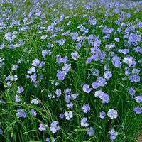 Blue Flax