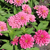 Zinnia- Luminosa