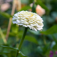 Zinnia- Polar Bear