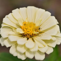 Zinnia- Isabellina