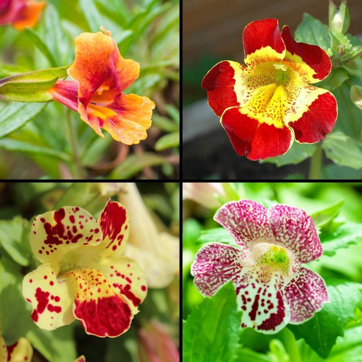 Tiger Monkey Flower- Mix