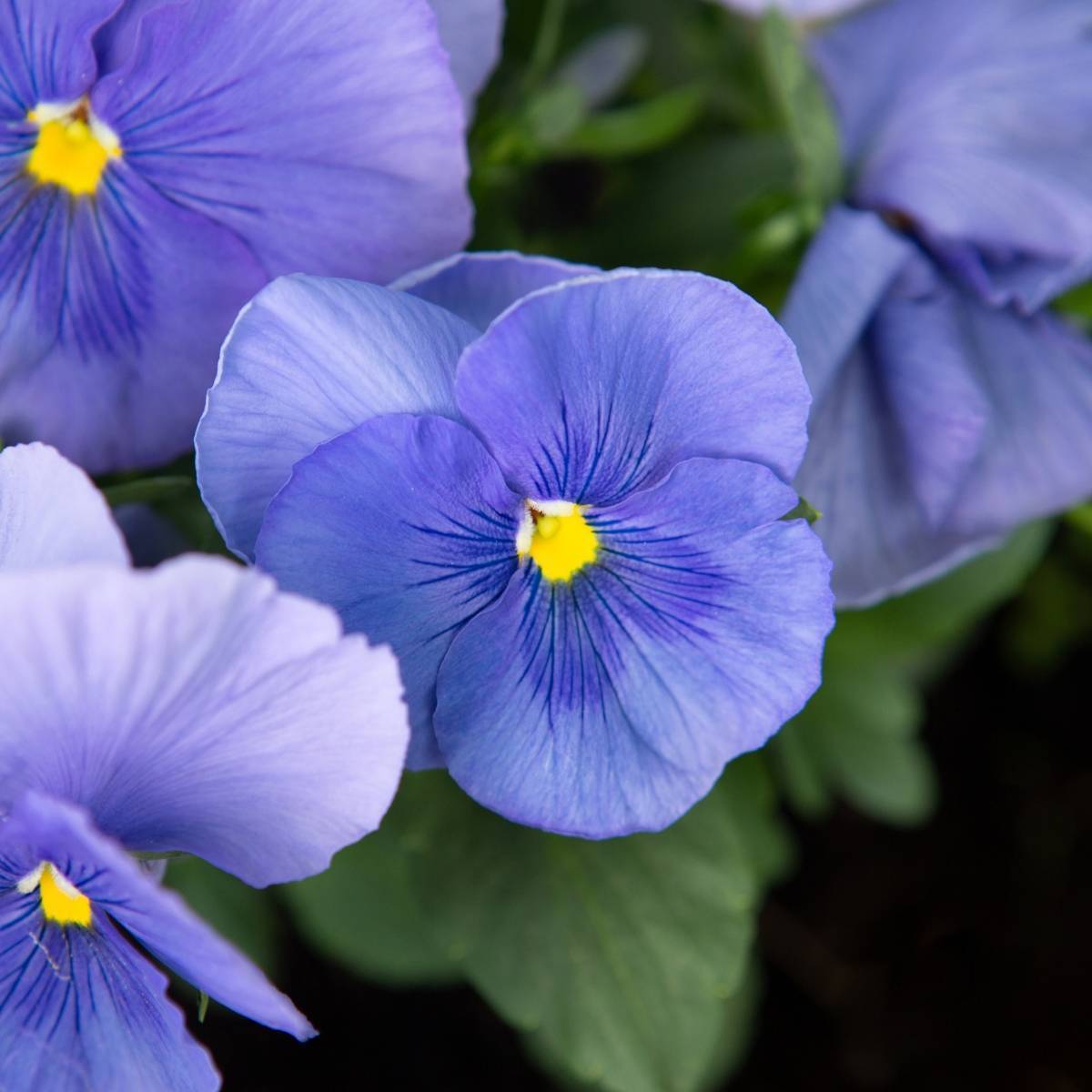 Viola- Blue Perfection