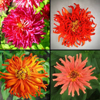 Zinnia- Burpeeana Mix