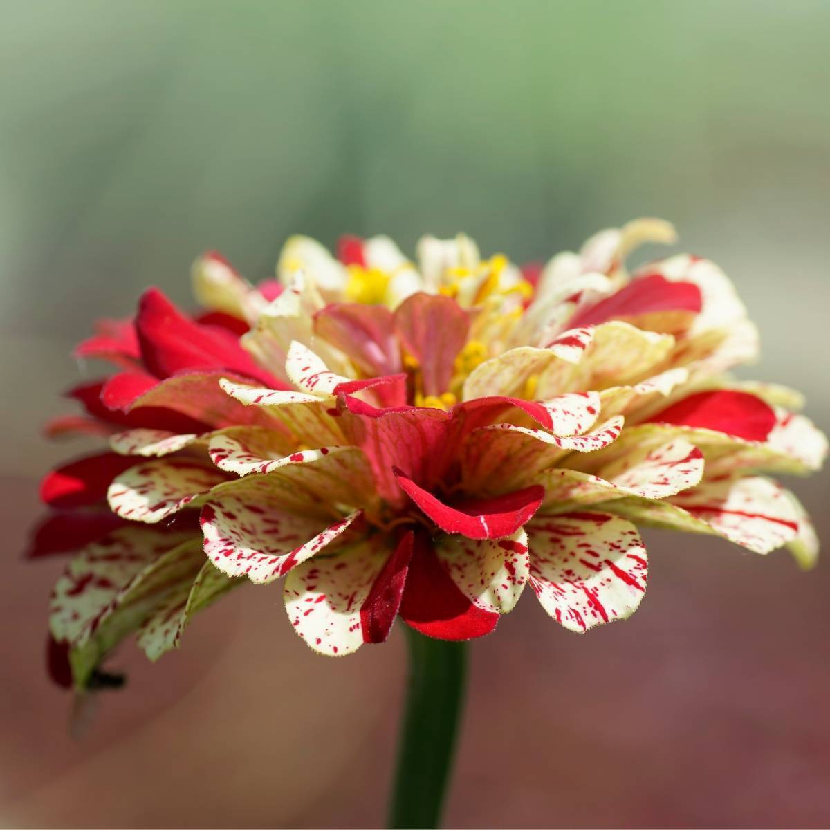 Zinnia- Peppermint Stick