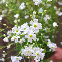 Baby's Breath- Snowflake