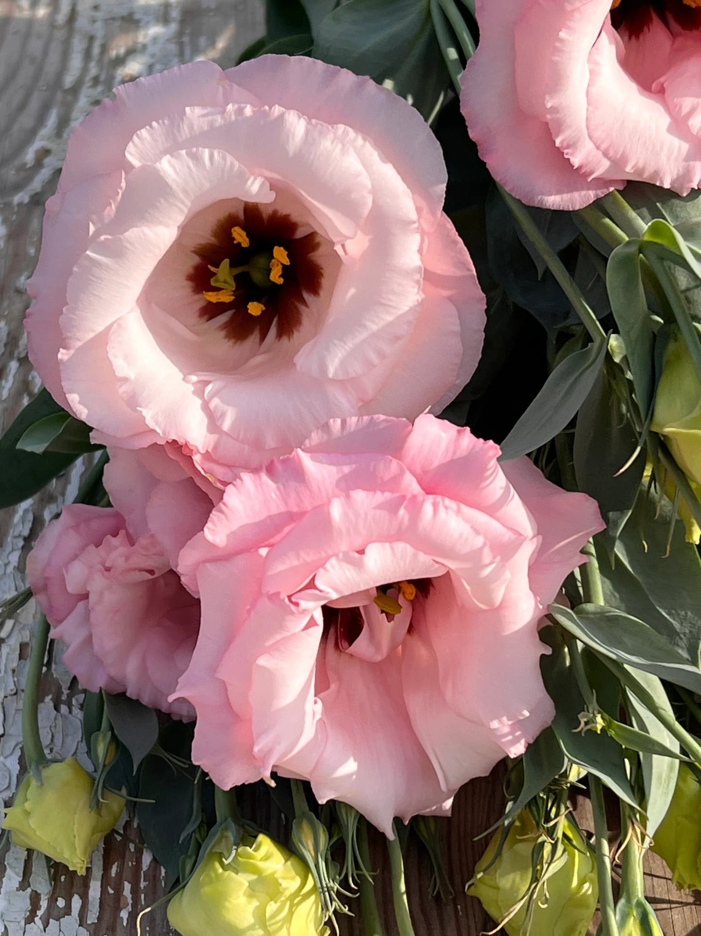 Arena III Baby Pink – Lisianthus Seed