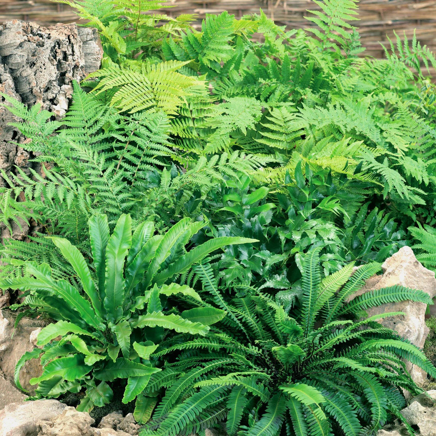 Hardy Fern Mixture