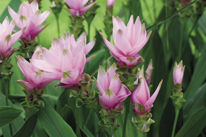 Curcuma Random Color Bulb