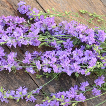 Galilee Lilac – Organic Larkspur Seed