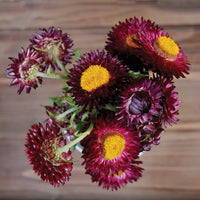 Purple Red – Strawflower Seed